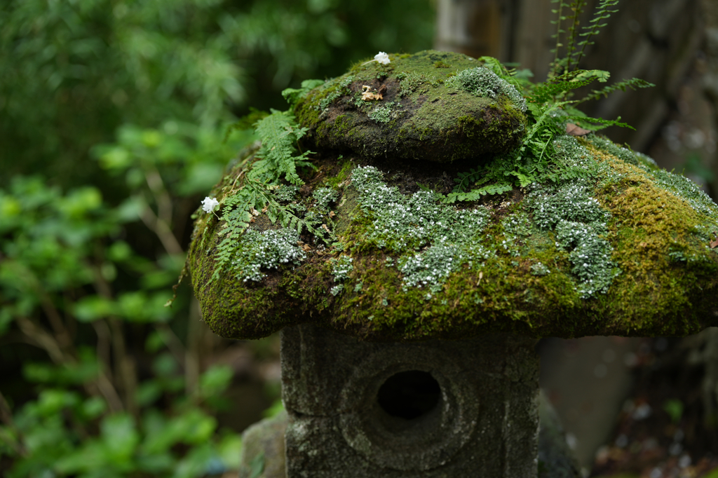 鎌倉・杉本寺