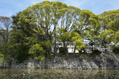 小田原城堀の桜