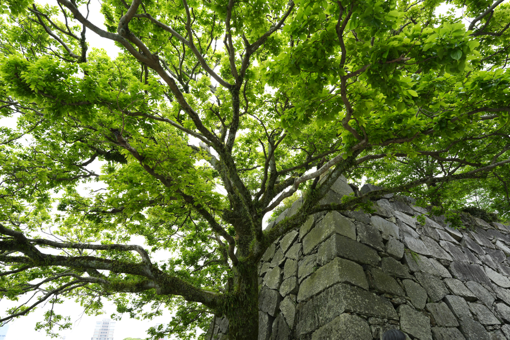 新緑の福岡城址
