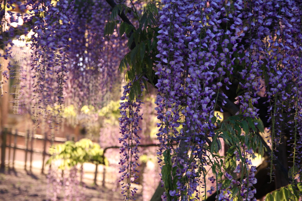 天王川公園（津島）　藤4
