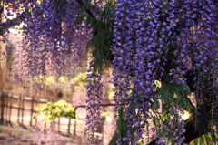 天王川公園（津島）　藤4