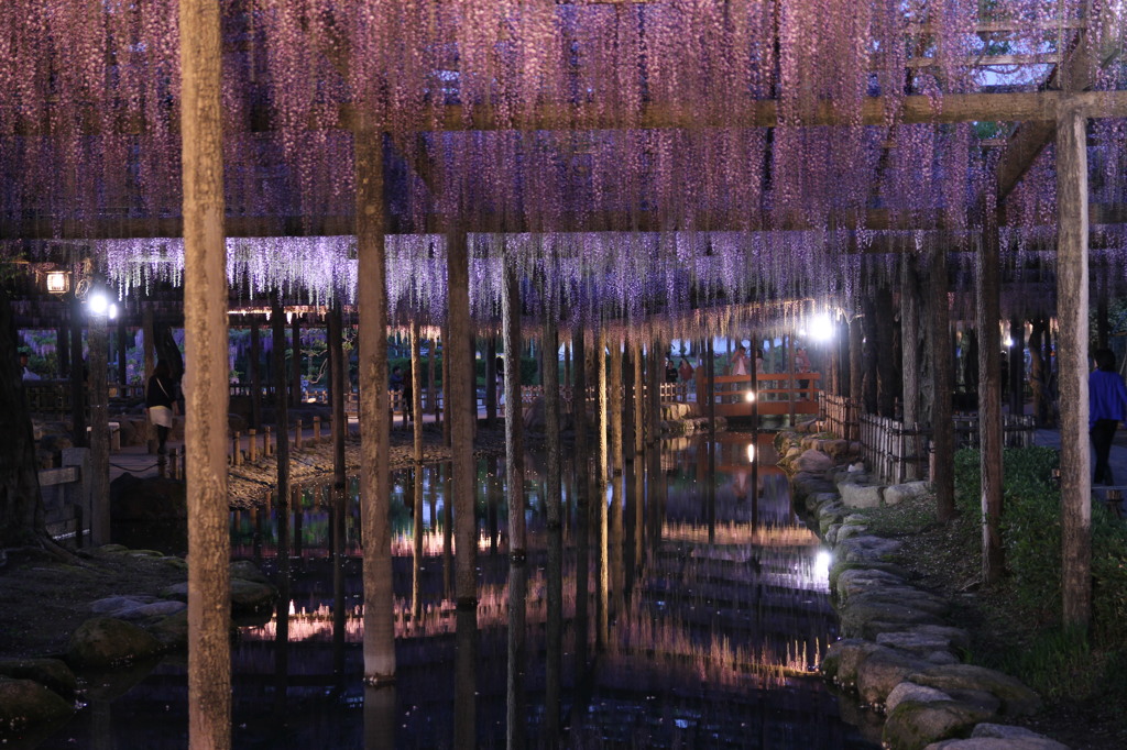 天王川公園（津島）　藤3