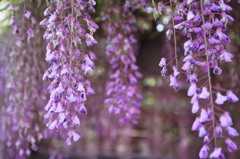 天王川公園（津島）　藤1