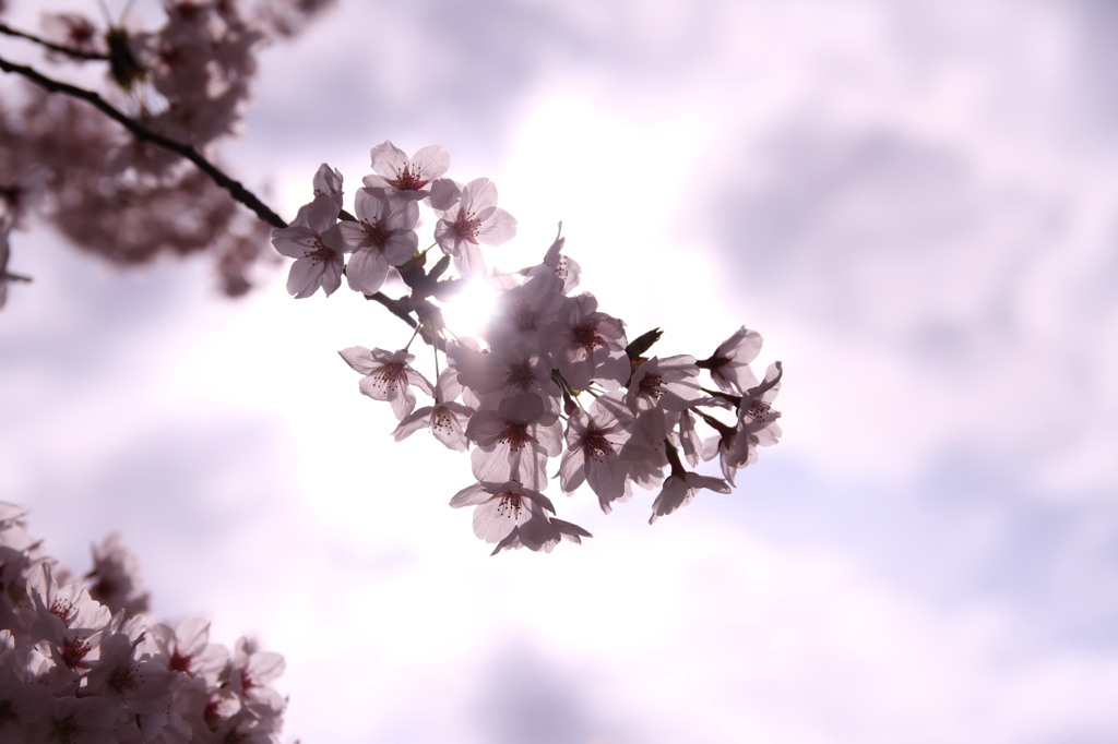 桜越しの景色