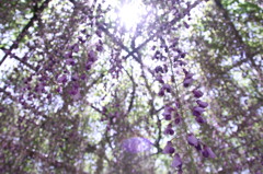 天王川公園（津島）　藤2