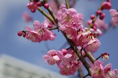 梅の花　神戸　岡本梅林公園