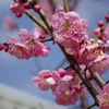 梅の花　神戸　岡本梅林公園