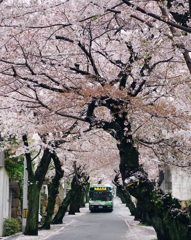 桜のトンネル