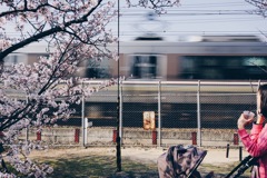 桜と電車と人