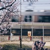 桜と電車と人