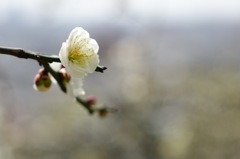 梅の花　神戸　岡本梅林公園