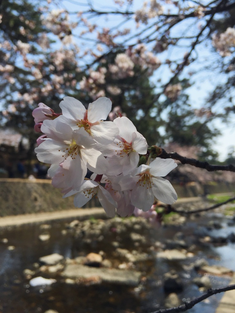 夙川公園　桜