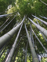 京都嵐山「祇王寺」