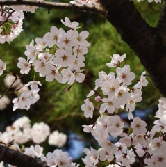 桜