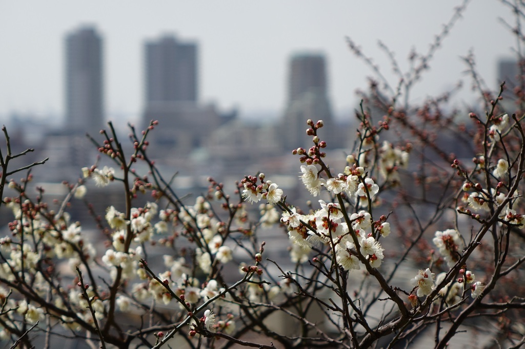 梅の花と神戸の街　岡本梅林公園