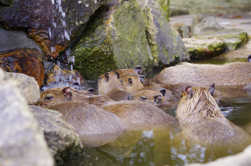 カピバラ温泉