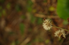 IMGP0135