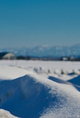 雪面