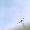 春かな