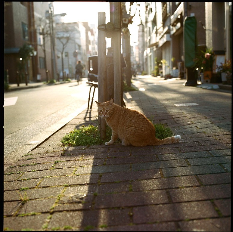 夕暮れにゃんこ