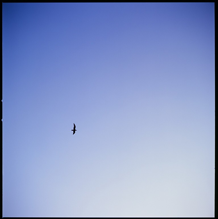 鳥さん