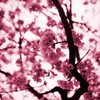 早咲き桜
