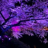 都会の桜