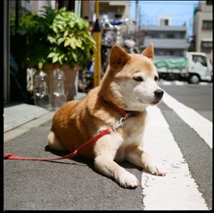 陽だまり