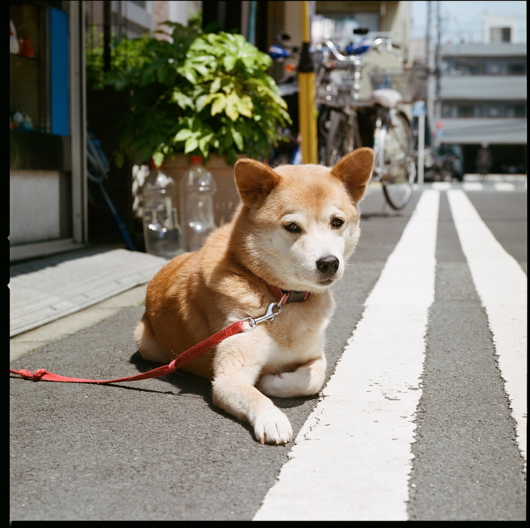 この線から