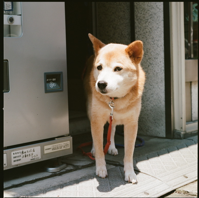 「呼びました？」