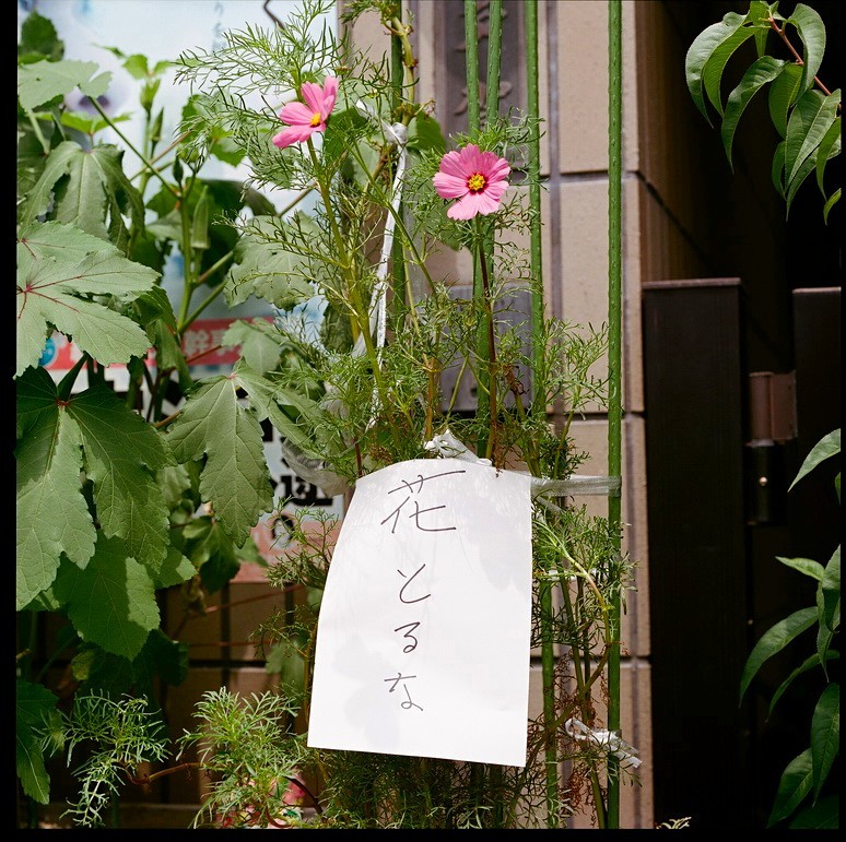 花とるな