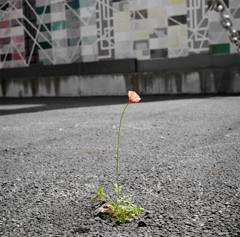 野に咲く花のように