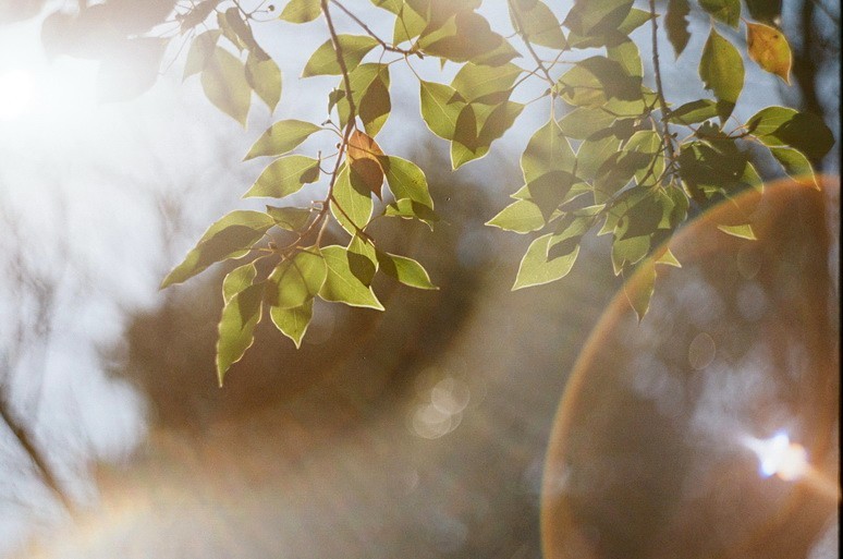 HELIOS-44M 試写 3