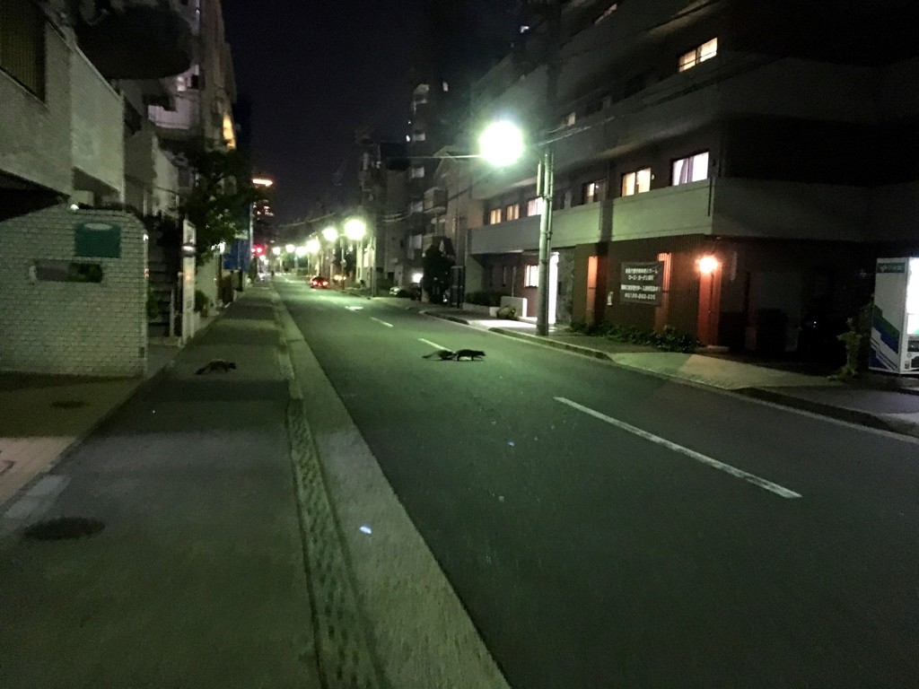 ハクビシンの夜