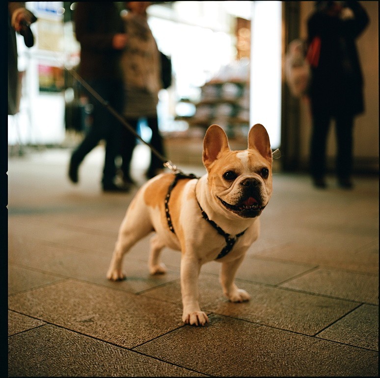 銀座の犬