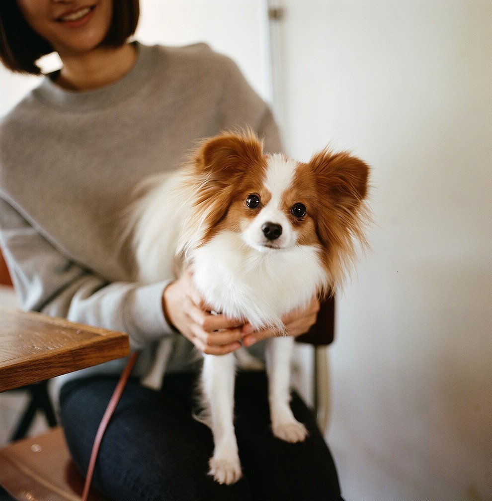 パピヨン