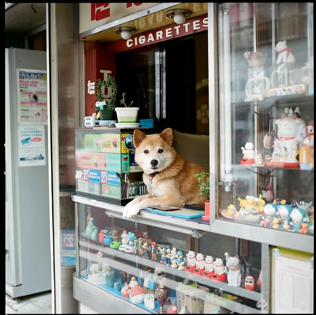 「またおまえか」