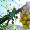 木漏れ日のヤモリ