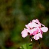 HELIOS-44M 試写 8