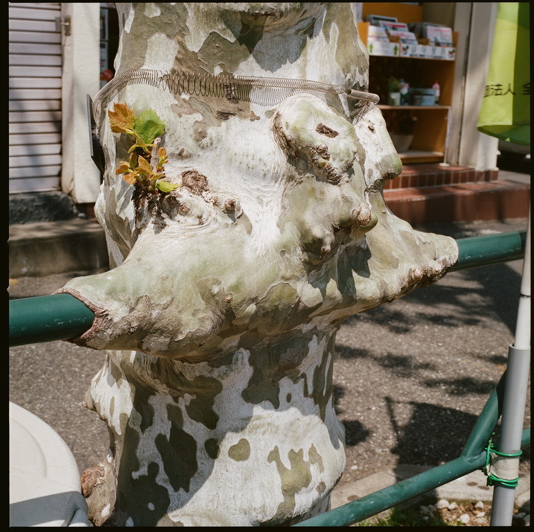 ムシャ　ムシャ