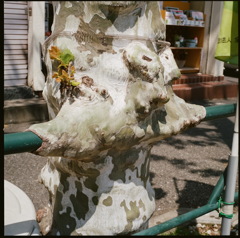 ムシャ　ムシャ