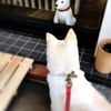 奇跡の出会い