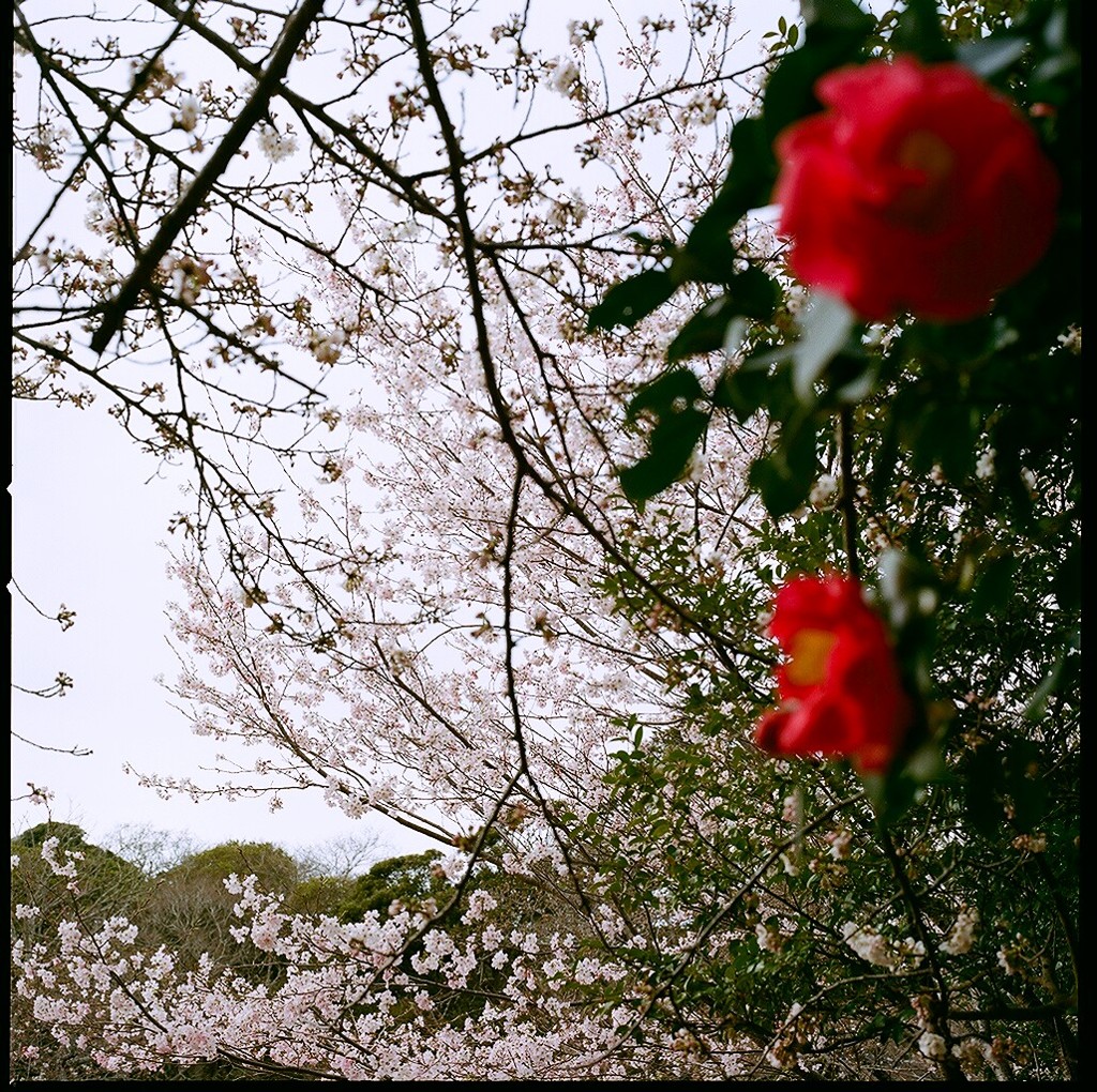 鎌倉慕情　桜椿