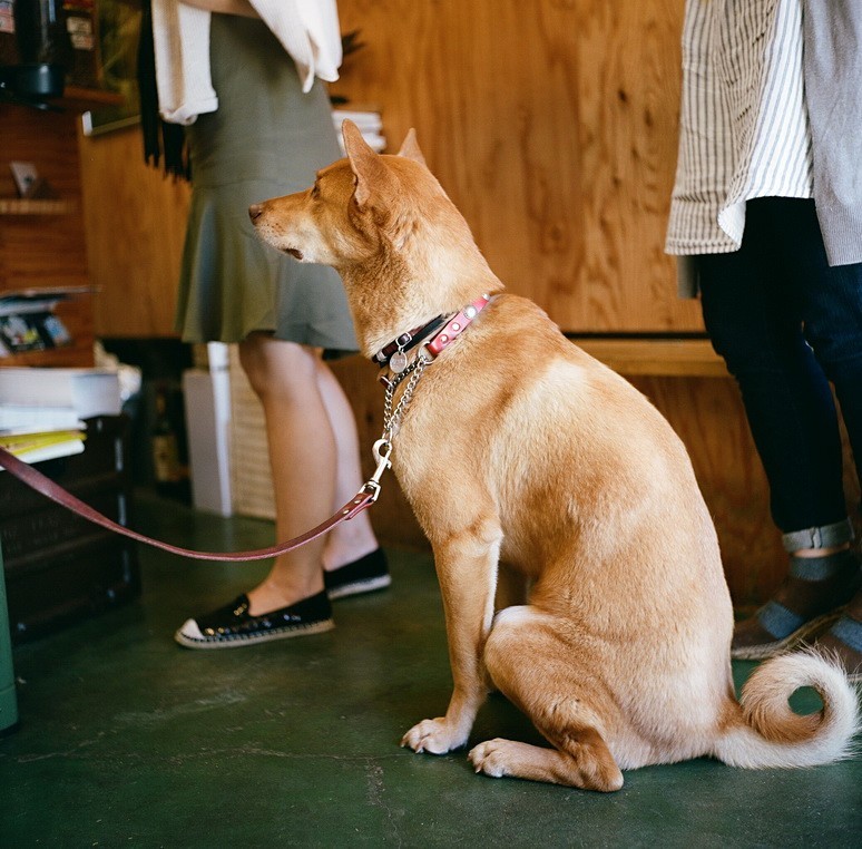 猫背な犬