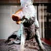イノシシ　ボンバイエ