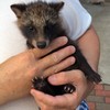 赤ちゃんタヌキ