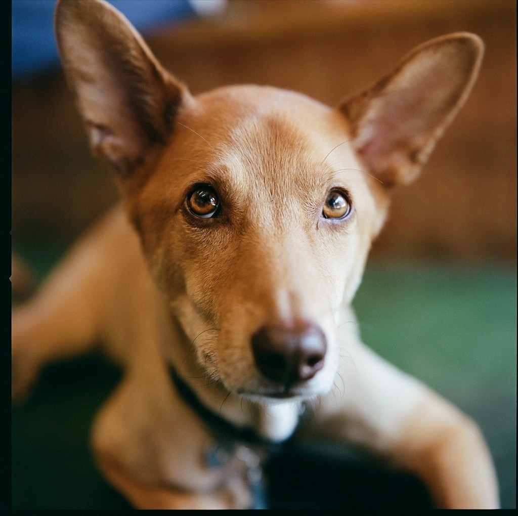 われを犬と思うな