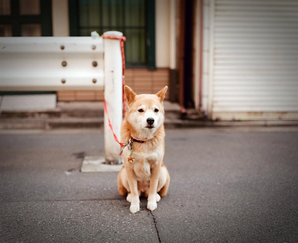 ごめんなさい