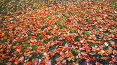 紅葉