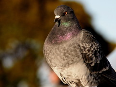鳩